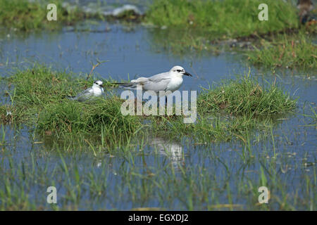 Möwe-billed Tern (Gelochelidon Nilotica) Stockfoto