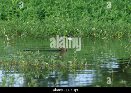 Oriental-Darter (Anhinga Melanogaster) Stockfoto