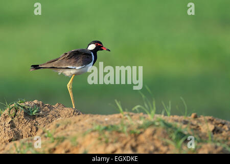 Rot-Flecht-Kiebitz (Vanellus Indicus Lankae) Stockfoto