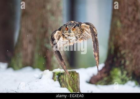 Eurasische Uhu (Bubo Bubo) fliegen durch einen Wald im Schnee Stockfoto