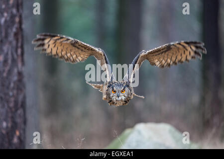 Eurasische Uhu (Bubo Bubo) fliegen durch einen Wald Stockfoto