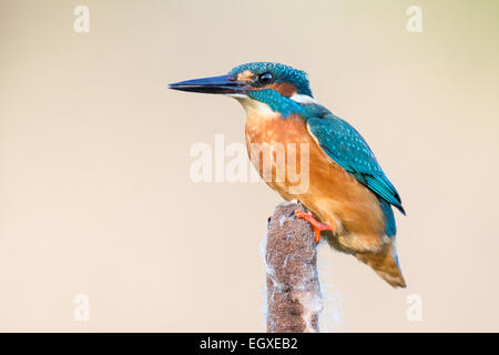 Eisvogel (Alcedo Atthis) hocken auf einem Rohrkolben (wachsende Lacustris) Stockfoto