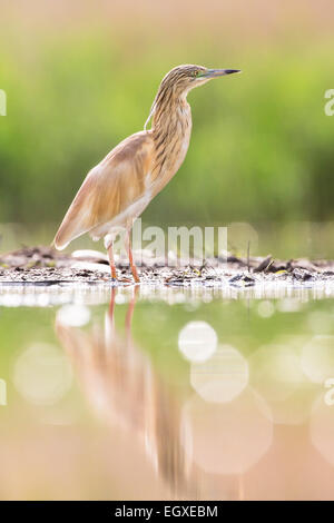 Squacco Heron (Ardeola Ralloides) waten im seichten Wasser Stockfoto