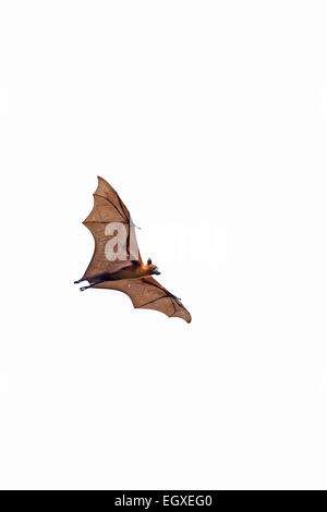Indische Flying Fox (Pteropus giganteus) Stockfoto