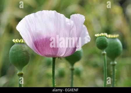 Blass lila Opium Mohnblume, Papaver Somniferum und Samenkapseln. Stockfoto