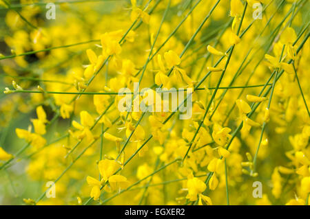 Genista Aetnensis mit leuchtend gelben Blüten im Sommer. Stockfoto