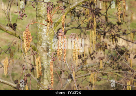 Männliche und weibliche Blüten von gemeiner Erle im Frühjahr Stockfoto