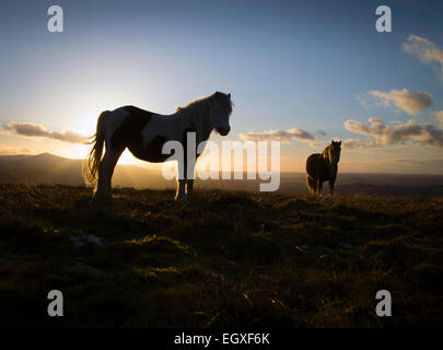 Welsh Mountain Ponys in die untergehende Sonne in den Brecon Beacons National Park Stockfoto