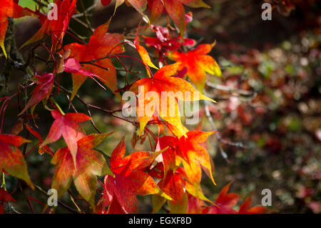 Acer Palmatum Osakazuki Blätter am Baum mit dunklen Bokeh Hintergrund Stockfoto