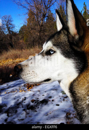 Camouflage Stockfoto