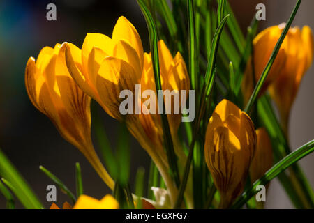 Bronze gestreiften gelben Blüten der Spätwinter Blüte Crocus Chrysanthus "Dorothy" Stockfoto