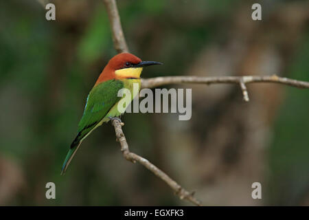 Chestnut-headed Bienenfresser (Merops leschenaultii) Stockfoto