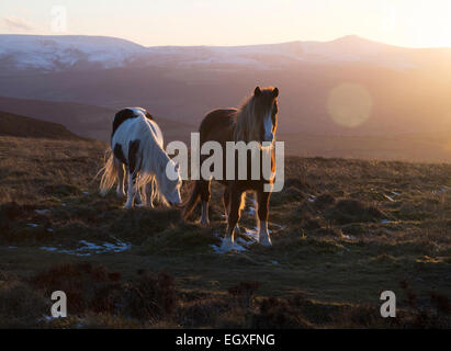 Welsh Mountain Ponys in die untergehende Sonne in den Brecon Beacons National Park Stockfoto