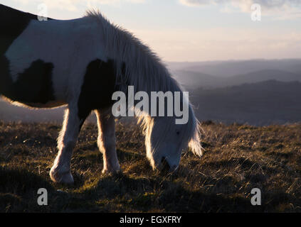 Welsh Mountain Pony Weiden auf den Bergen in die untergehende Sonne in den Brecon Beacons National Park Stockfoto