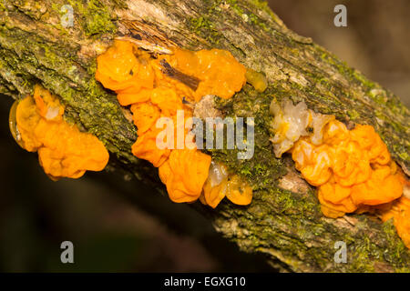 Gelbe Gehirn Pilz, Tremella Mesenterica, wachsen auf Ginster Zweige auf Roborough Down, Dartmoor. Stockfoto