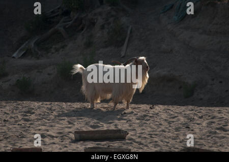 Ziegen an der Uferlinie des Sava Flusses in Kroatien zeigt die traditionelle Landnutzung in diesem Bereich. Stockfoto