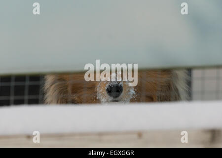 Die Schnee bedeckten Nase eines Sheltie Welpen gucken durch eine Lücke in einem Zaun mit Fell um den Kopf ragt. Stockfoto