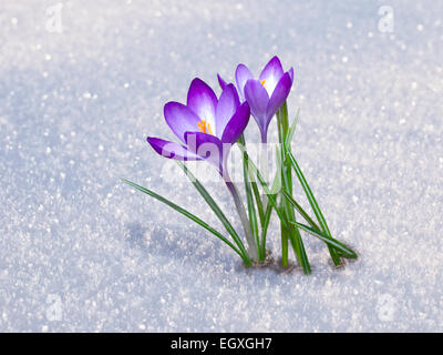 Zuerst blau Krokusblüten, Frühling Safran in flauschigen Schnee Stockfoto
