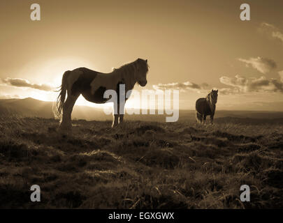 Welsh Mountain Ponys in die untergehende Sonne in den Brecon Beacons National Park Stockfoto