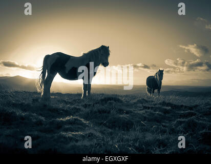 Welsh Mountain Ponys in die untergehende Sonne in den Brecon Beacons National Park Stockfoto