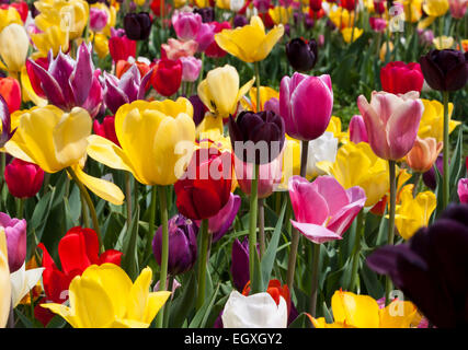 Tulpen in Haymarket, Virginia Stockfoto