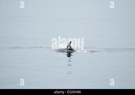 Weißen Schnabel Delfine schwimmen in der Nähe von Reykjavik in den Nordatlantik aus Island.  Ein Weißschnauzendelfin Im Nordatlantik. Stockfoto