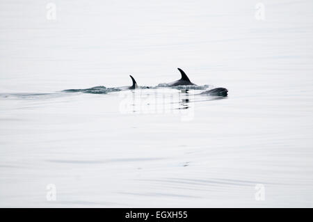 Weißen Schnabel Delfine schwimmen in der Nähe von Reykjavik in den Nordatlantik aus Island.  Ein Weißschnauzendelfin Im Nordatlantik. Stockfoto