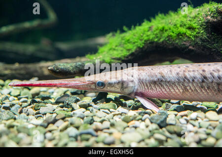 Niagara Falls, New York - einer langen Nase Gar auf das Aquarium von Niagara. Stockfoto