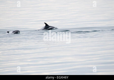 Weißen Schnabel Delfine schwimmen in der Nähe von Reykjavik in den Nordatlantik aus Island.  Ein Weißschnauzendelfin Im Nordatlantik. Stockfoto