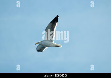 Kelp Gull oder Cape Möwe fliegen über dem Südatlantik vor der südafrikanischen Küste. Dominikanermöwe Ehrung Über Dem Südatlantik Stockfoto