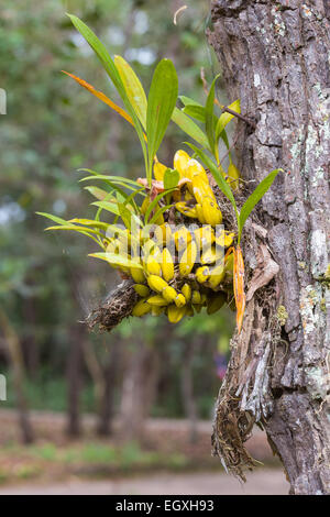 Orchidee Pseudobulbe Stockfoto