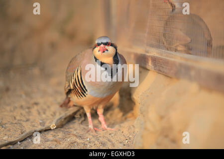 Chukar Partridge (Alectoris Chukar) Stockfoto