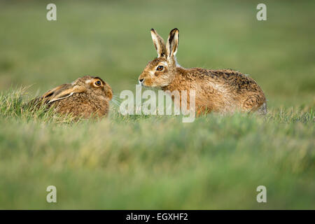 Braune Hasen (Lepus Europaeus) paar Männchen nähert sich Weibchen während der Paarungszeit im März Stockfoto