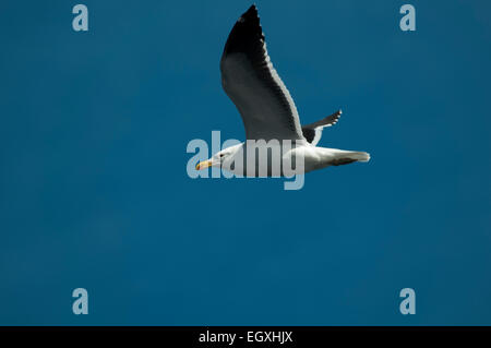 Kelp Gull oder Cape Möwe fliegen über dem Südatlantik vor der südafrikanischen Küste. Dominikanermöwe Ehrung Über Dem Südatlantik Stockfoto