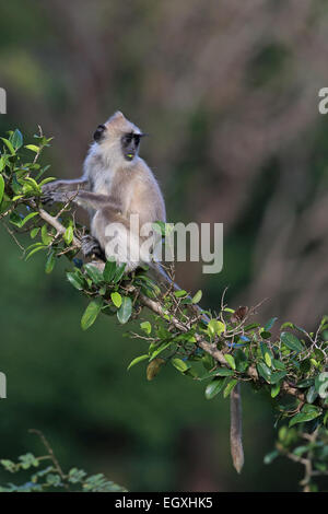 Getuftete Grau Langur (Semnopithecus priam priam) Stockfoto