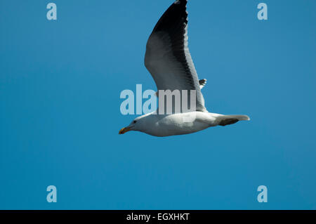 Kelp Gull oder Cape Möwe fliegen über dem Südatlantik vor der südafrikanischen Küste. Dominikanermöwe Ehrung Über Dem Südatlantik Stockfoto