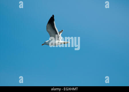 Kelp Gull oder Cape Möwe fliegen über dem Südatlantik vor der südafrikanischen Küste. Dominikanermöwe Ehrung Über Dem Südatlantik Stockfoto