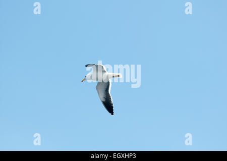 Kelp Gull oder Cape Möwe fliegen über dem Südatlantik vor der südafrikanischen Küste. Dominikanermöwe Ehrung Über Dem Südatlantik Stockfoto