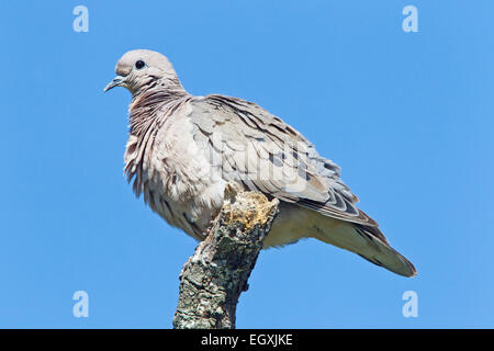 eared Taube (Zenaida Auriculata) Erwachsenen thront auf Zweig, Costanera Sur, Buenos Aires, Argentinien, Südamerika Stockfoto