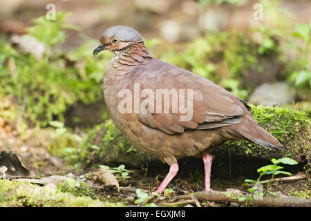 weiße-throated Wachteln Taube (Geotrygon Frenata) Erwachsenen zu Fuß auf den Boden im Regenwald, Ecuador, Südamerika Stockfoto