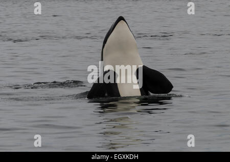 Eine junge Schwertwal (Orcinus Orca) falsch für eine bessere Ansicht der Umgebung oder möglicherweise um Beute zu identifizieren. Icy Strait in Stockfoto