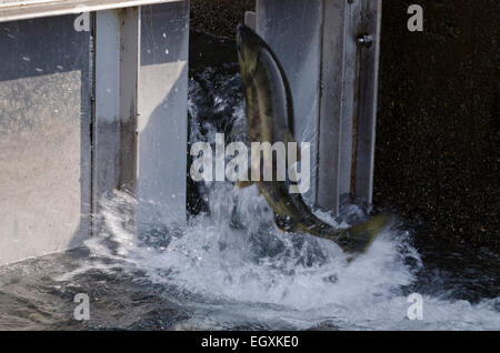 Chum Lachs (Oncorhynchus Keta) springt an der Fischtreppe, die Macauly Fish Hatchery am Gastineau Kanal, Juneau, Südosten Al Stockfoto