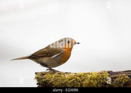 Robin auf bemoosten Log auf weißen Hintergrund isoliert Stockfoto