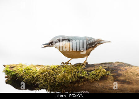 Kleiber mit Essen in Rechnung, die auf weißen Hintergrund isoliert Stockfoto