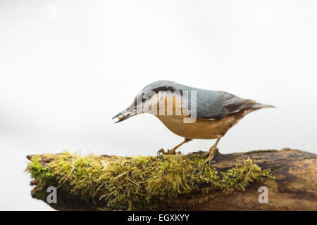 Kleiber mit Essen in Rechnung, die auf weißen Hintergrund isoliert Stockfoto