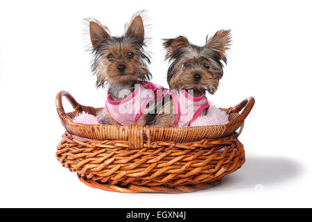 Süße Yorkshire Terrier Welpen verkleidet in rosa Stockfoto