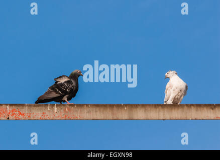 Zwei Tauben sitzen auf Metall bar gegen den blauen Himmel. Stockfoto