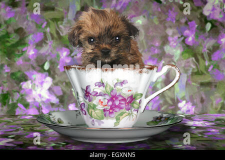 Entzückende Yorkshire Terrier Welpen im Wasserglas Stockfoto