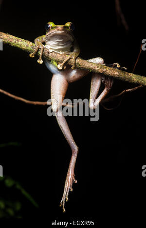 Ein weißen Lippen Frosch (Hylarana Raniceps) klettert eine Filiale. Stockfoto