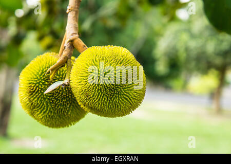 Baby Jackfrucht Baum Anlagenkonzept Stockfoto